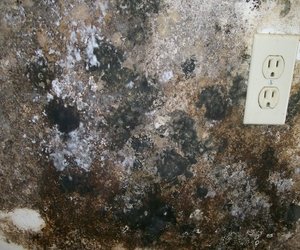 Read more about the article 4 Common Signs of Mold