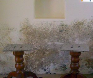 Read more about the article Does Bleach Kill Mold?