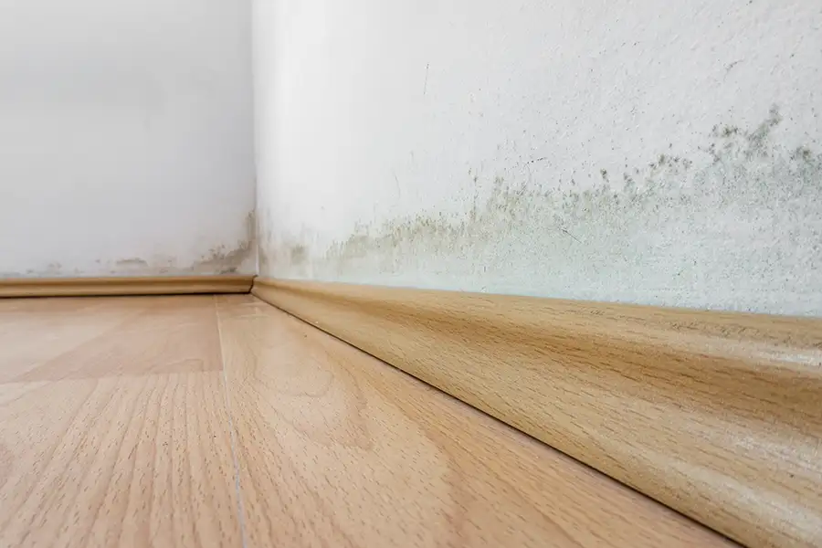 Mold Removal & Remediation
