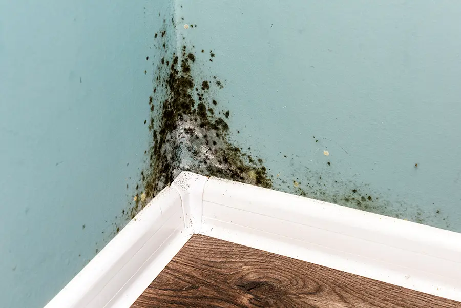 visible mold growth